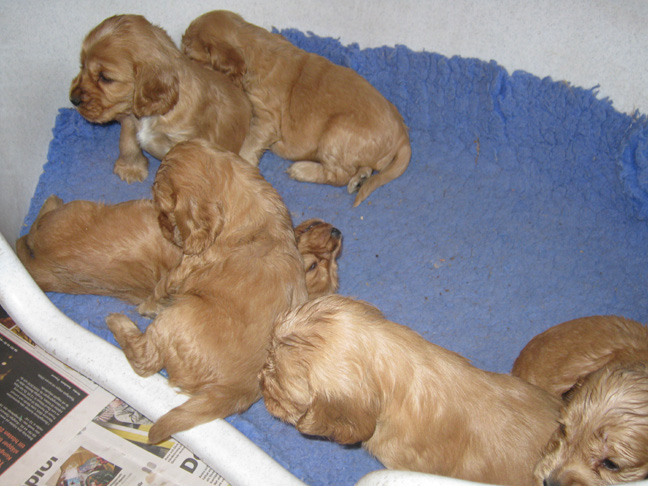 Dragongrdens Kennel